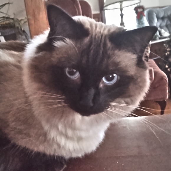 @thecatshack is live! Pop in and say Hi! - Picture 4 of 11